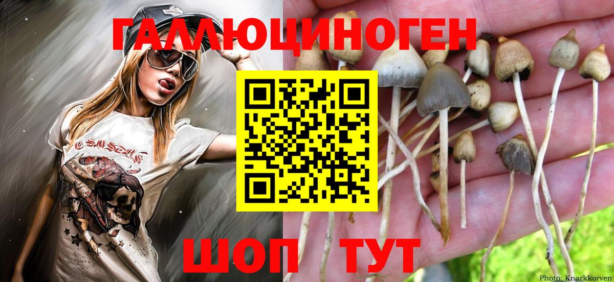 Губкинский  Псилоцибиновые грибы Cubensis  Вход с VPN  Галлюциногенные грибы ЛСД 